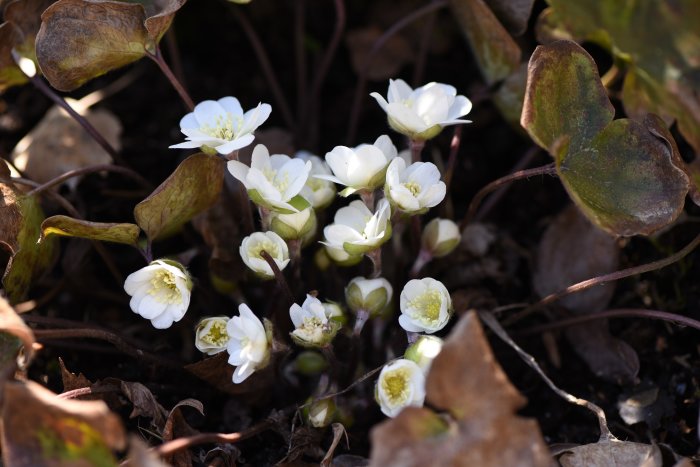 Vita blommor av helleborus, vinterros, i ett tydligt vårtecken bland brunna löv.