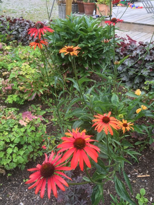 Färgglada röda och orange blommor, troligen Echinacea, i en välskött trädgård med blandade perenner och bladgrönsaker.