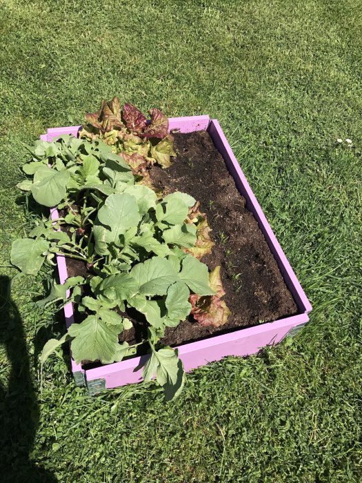 Rosa målad odlingslåda med sallad och gröna växter på en gräsmatta, hemmagjord av ek och barnvänlig.