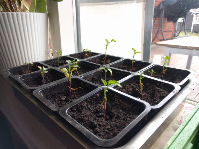 Plantsticklingar i små krukor på en fönsterbräda inomhus.