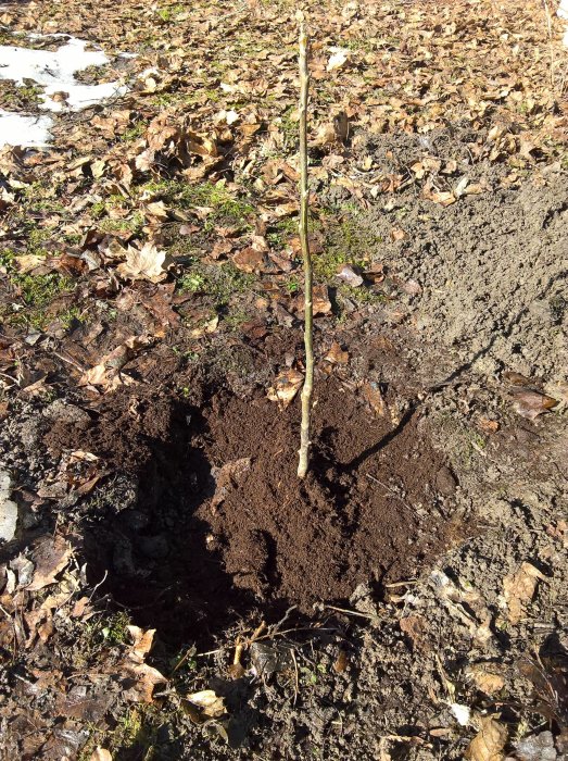 Ungt valnötsträd planterat i stora gropen med lerjord och kalkstenar för dränering.