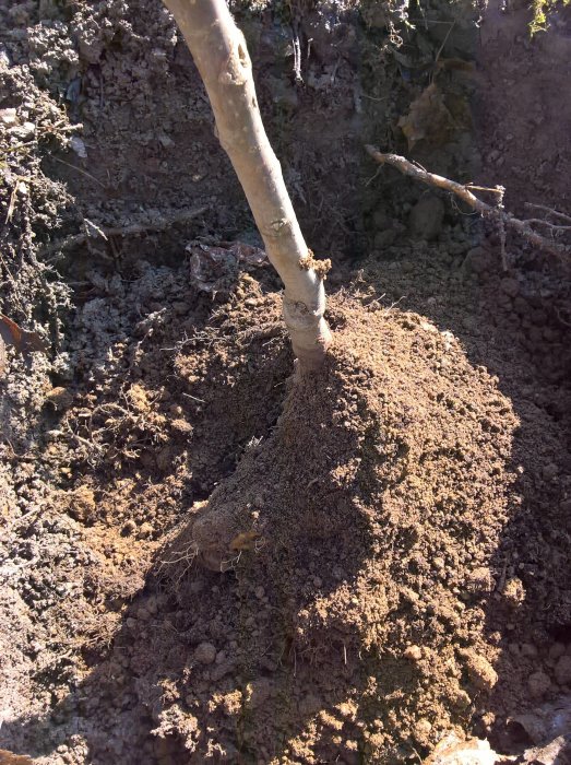 Valnötsträd planteras i grop med kalkstenar för dränering i lerjord, nära bäcken.