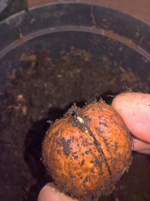 Hand håller en groende valnöt med små rötter mot en bakgrund av mörk jord.