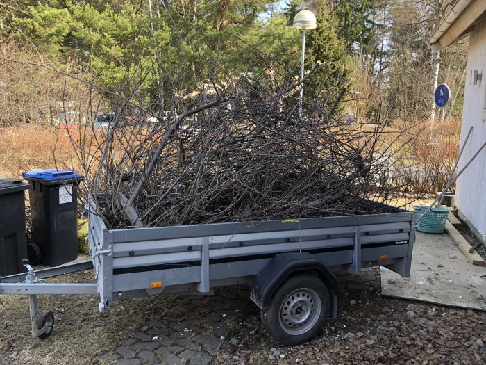 Beskärningsgrenar från ett äppelträd ligger i en släpvagn parkerad vid en uppfart.