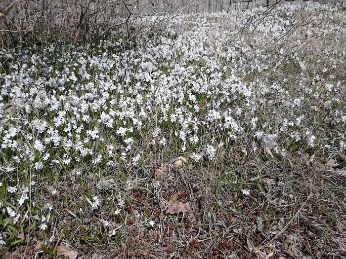 Porslinshyacinter som täcker marken i en parkmiljö under tidig vår.