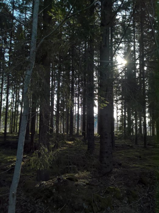 Sol genomtränger snöfritt skogsparti under joggingtur i byn.