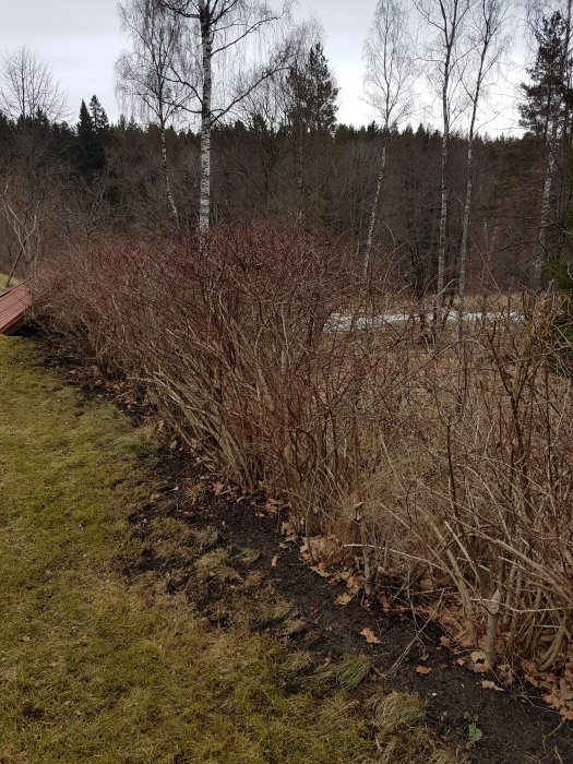 Trädgårdshäck i behov av beskärning längs en gräsmatta med skog i bakgrunden.