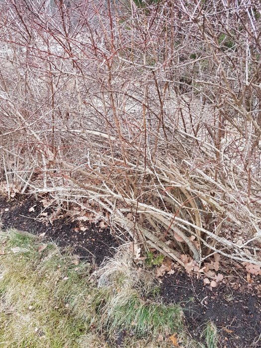 Ovårdat buskage i behov av beskärning med torra grenar och löv på marken.
