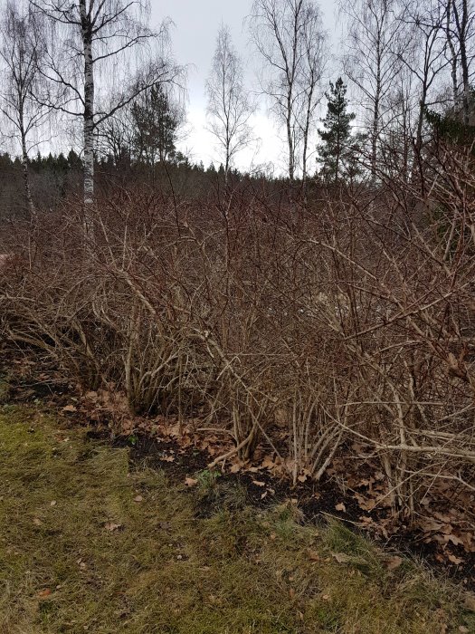 Övervuxna buskar i ett trädgårdsland med bakgrund av en skog och grå himmel.