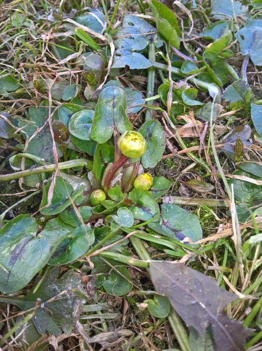 Knoppar och blad av en växt, möjligen piplök, som tittar fram genom gräset.