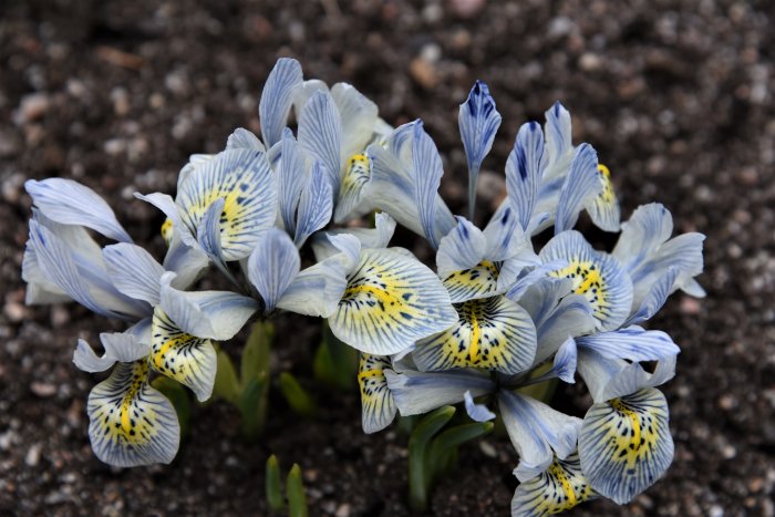 Blommande Iris reticulata 'Katherine Hodgkin', ljusblå och gula våririsar mot mörk jordbakgrund.