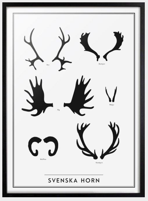 Svartvit tavla som visar siluetter av olika svenska djurhorn, inklusive älg, dovhjort och kronhjort.