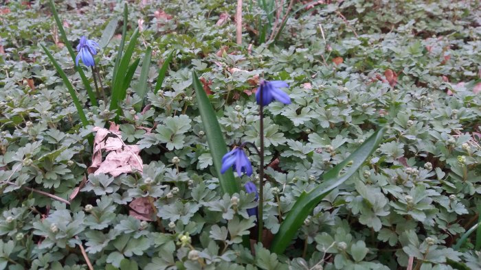 Blå vilda blommor och gröna blad i en gräsmatta med ett löv.