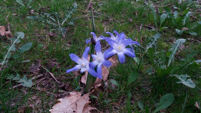 Vilda blå blommor i en grön gräsmatta med löv och kvistar runtomkring.