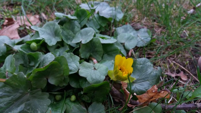 Vilda blommor med gröna blad och gul blomma i en gräsmatta med löv och grässtrån.