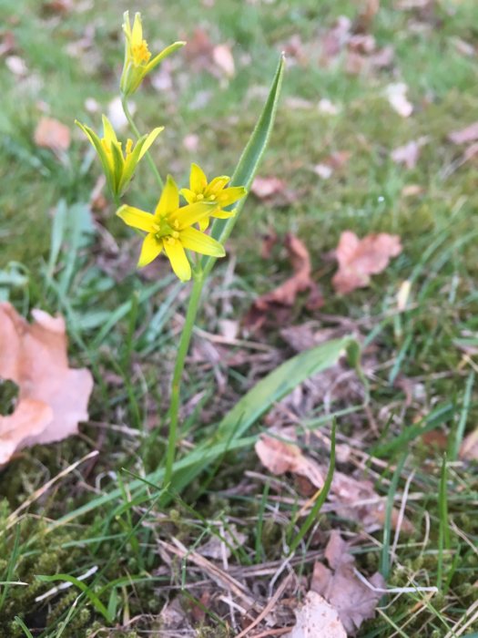 Vilda gula blommor växer i en gräsmatta med löv och mossa.