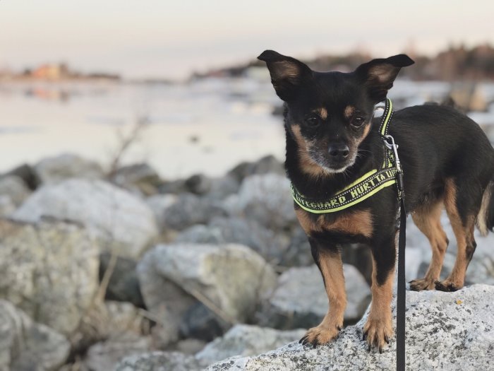 Svartbrun hund i sele står på klippor vid havet.