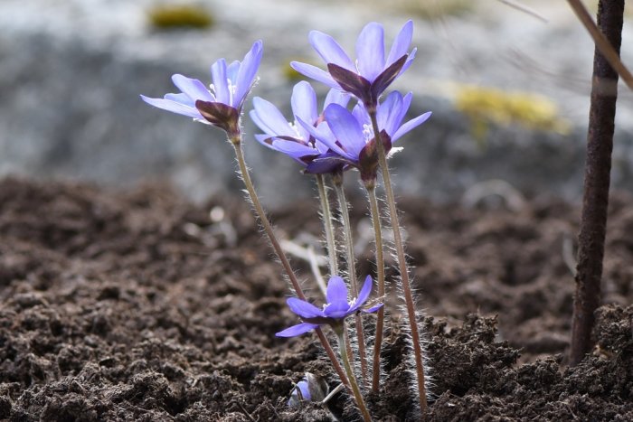 Hepatica transsylvanica, ungerska blåsippor i blom i jord med suddig bakgrund.