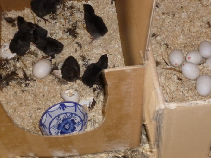 Nykläckta kycklingar i hönshus med äggskal och rödmärkta plastägg.