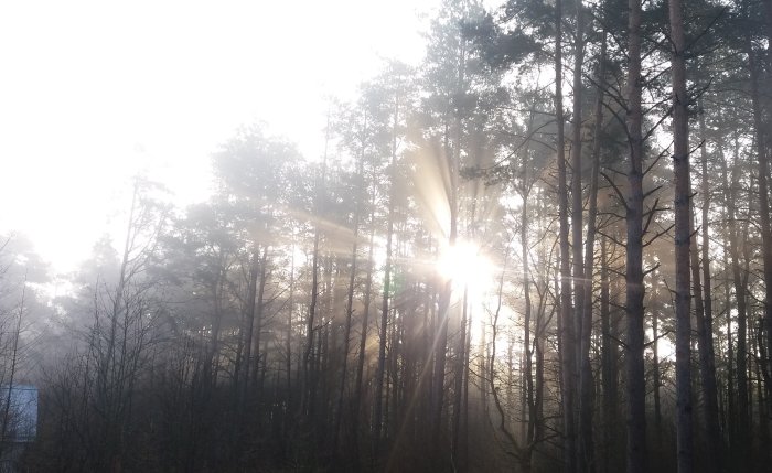Solstrålar som bryter igenom en dimmig skog vid soluppgång.