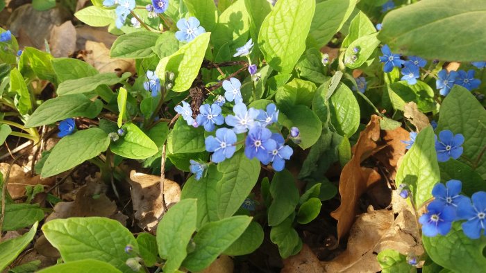 Blå vårblommor och gröna blad på en skogsmark bland lövfall.