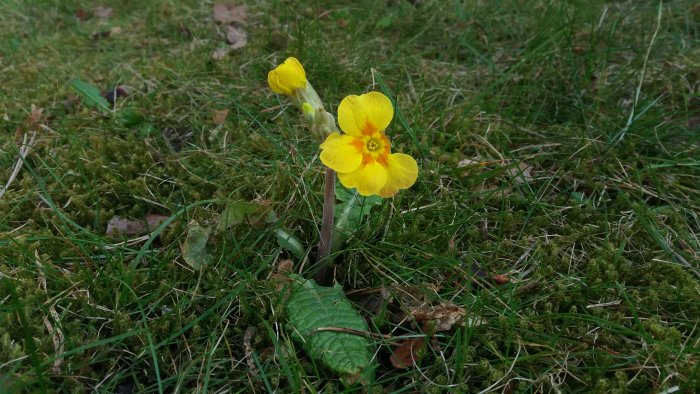 Gula vårblommor i gräs och mossa, möjligtvis vintergäck eller tussilago.