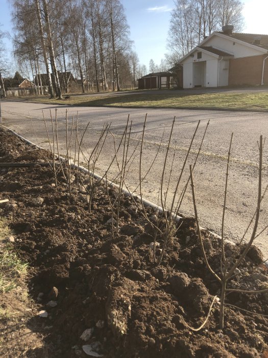 Nyligen planterade Ligusterbuskar längs en grusig markkant med sikt att diskutera beskärningshöjd.