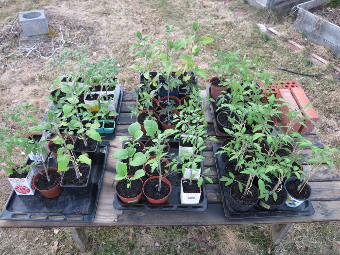 Odling av plantor och småträd utomhus på brickor, en del är frodiga och gröna, misstänkt gödda med kattgödsel.