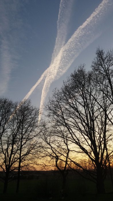 Solnedgång med silhuetter av träd och långa kondensstrimmor mot en himmel gradvis övergående från blått till gult.