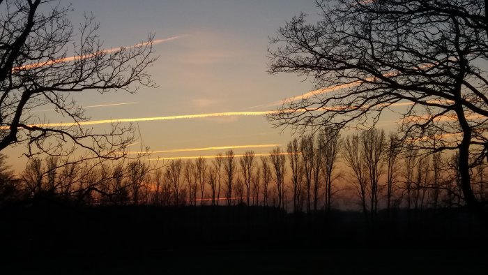 Solnedgång med orange och rosa himmel synlig genom silhuetter av lövträd utan löv.
