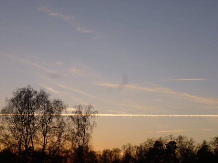 Solnedgång med silhuetter av träd och flera kondensstrimmor, kända som chem-trails, på himlen.