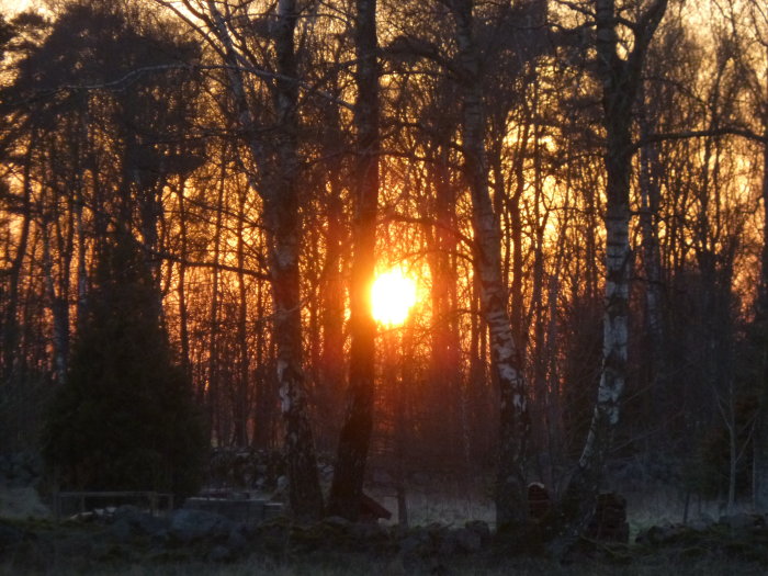 Solnedgång genom träd med orange himmel, antyder kontrasten mellan natur och nämnda "chem-trails".