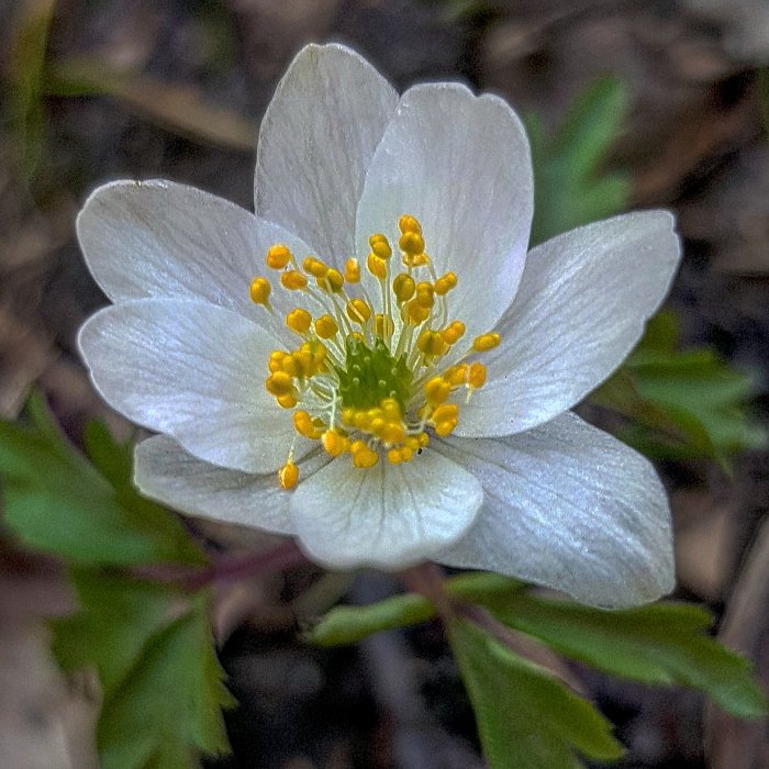 Närbild på en vit blomma med gula ståndare omgivet av gröna blad.