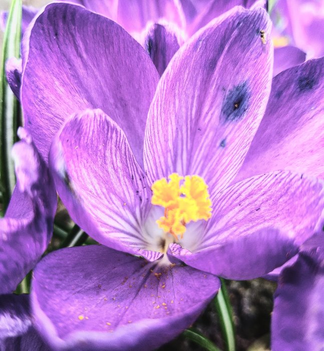 Närbild på lila krokus med gula ståndare och pollen mot grön bakgrund.