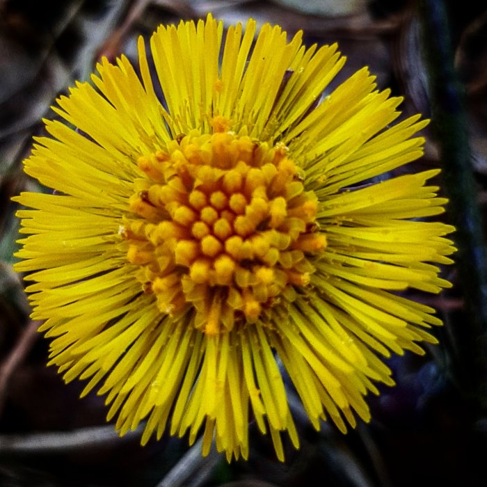 Närbild av en gul tussilago med tydliga kronblad och ett centralt, orangerött blomhuvud.