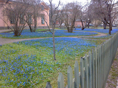 Trädgårdsyta täckt av blå Scilla-blommor med träd och grön trästaket i förgrunden.