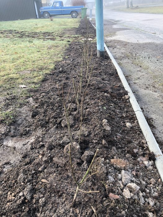 Grävd jordremsa längs trottoarkant med nyplanterade buskar, disig bakgrund med parkerad blå pickup.