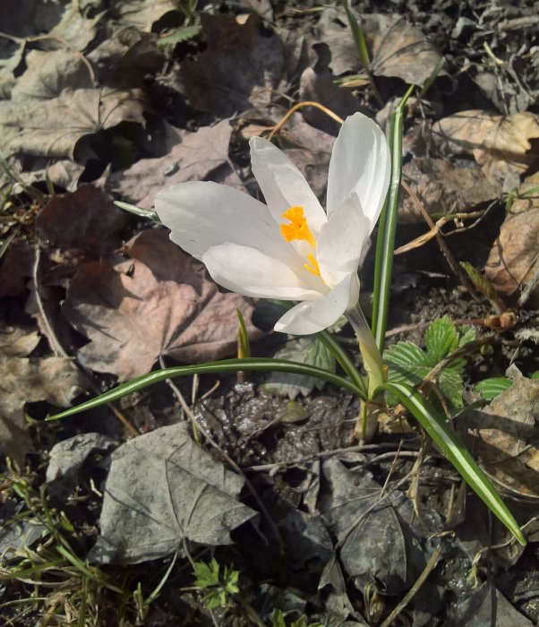 En vit krokus blommar mot en bakgrund av torra löv och lite grönt gräs.