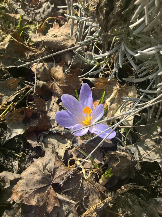 En lila krokus blommar bland höstlöv och gråa växter på våren.