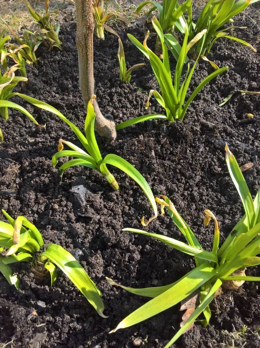 Nyligen planterat aprikosträd och omgivande gröna plantor i fuktig jord under soligt väder.