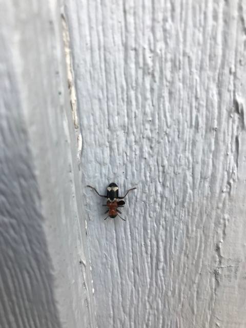 En cirka 1cm lång insekt på en vitmålad yta.