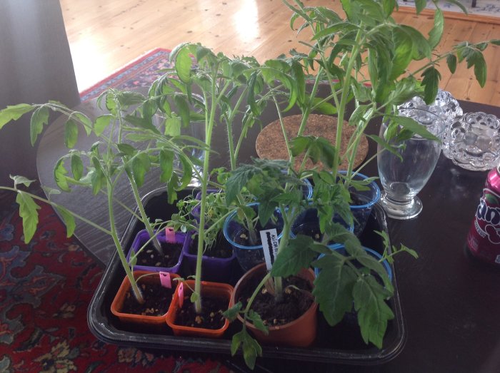 Odling av unga tomatplantor i olika färgade krukor på ett bord inomhus.