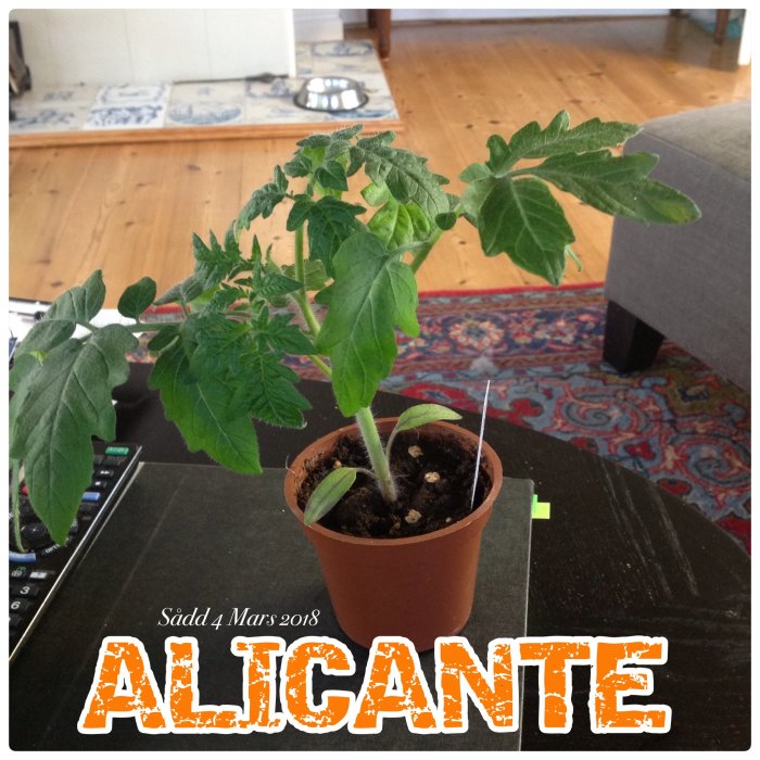 Tomatplanta av sorten 'Alicante' i kruka inomhus, redo för omplantering.