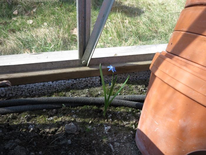 Scilla med blåa blommor som växer i ett växthus brevid en terrakottakruka och växthusets ramkonstruktion.