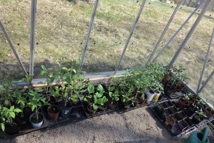 Plantor på brickor i växthus med soliga väder ute.