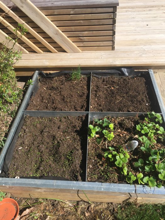 Elevated garden beds with sections of soil, some weeds, by a wooden deck, ready for planting.