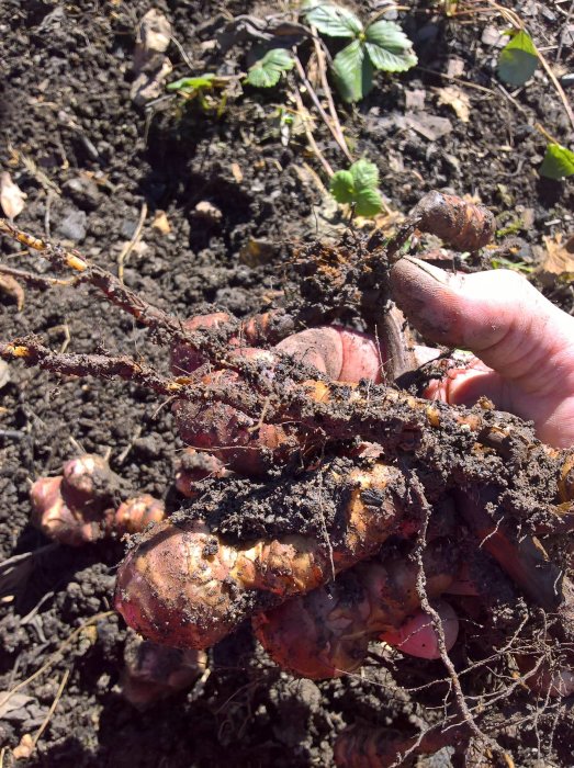 Hand håller nyplockade jordiga knölar av potatis i ett solljusbelyst trädgårdsland.
