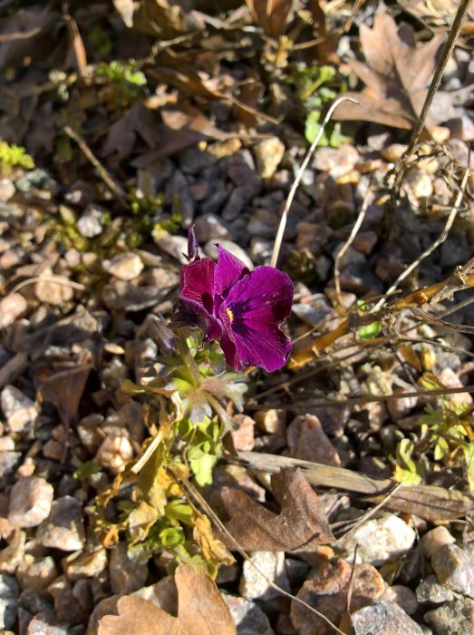 Lila penséblomma i knopp omgiven av torra löv och småsten på marken.