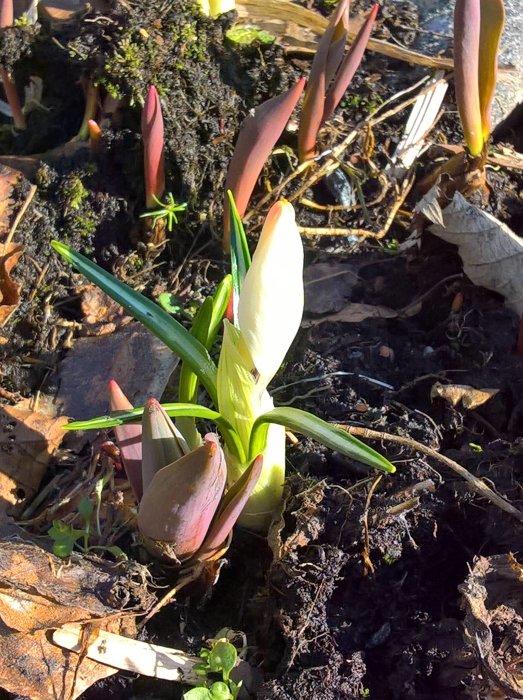 Växande pensé med grön/ljusgrön knopp och omgivande rabarberblad i jord.