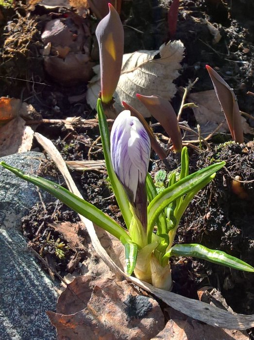 En penséknopp och unga skott i trädgården med blad och jord i bakgrunden.